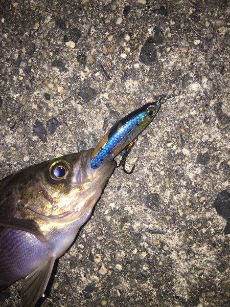 渋いライト釣行